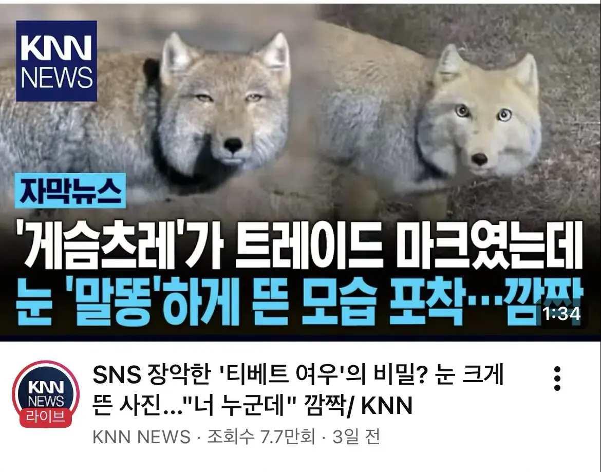티벳 여우의 반전
