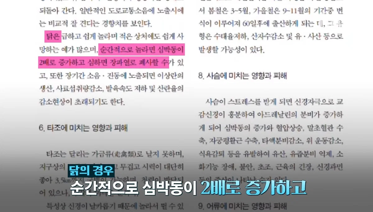 새들에겐 거의 전쟁난 수준이라는 불꽃축제 (41)