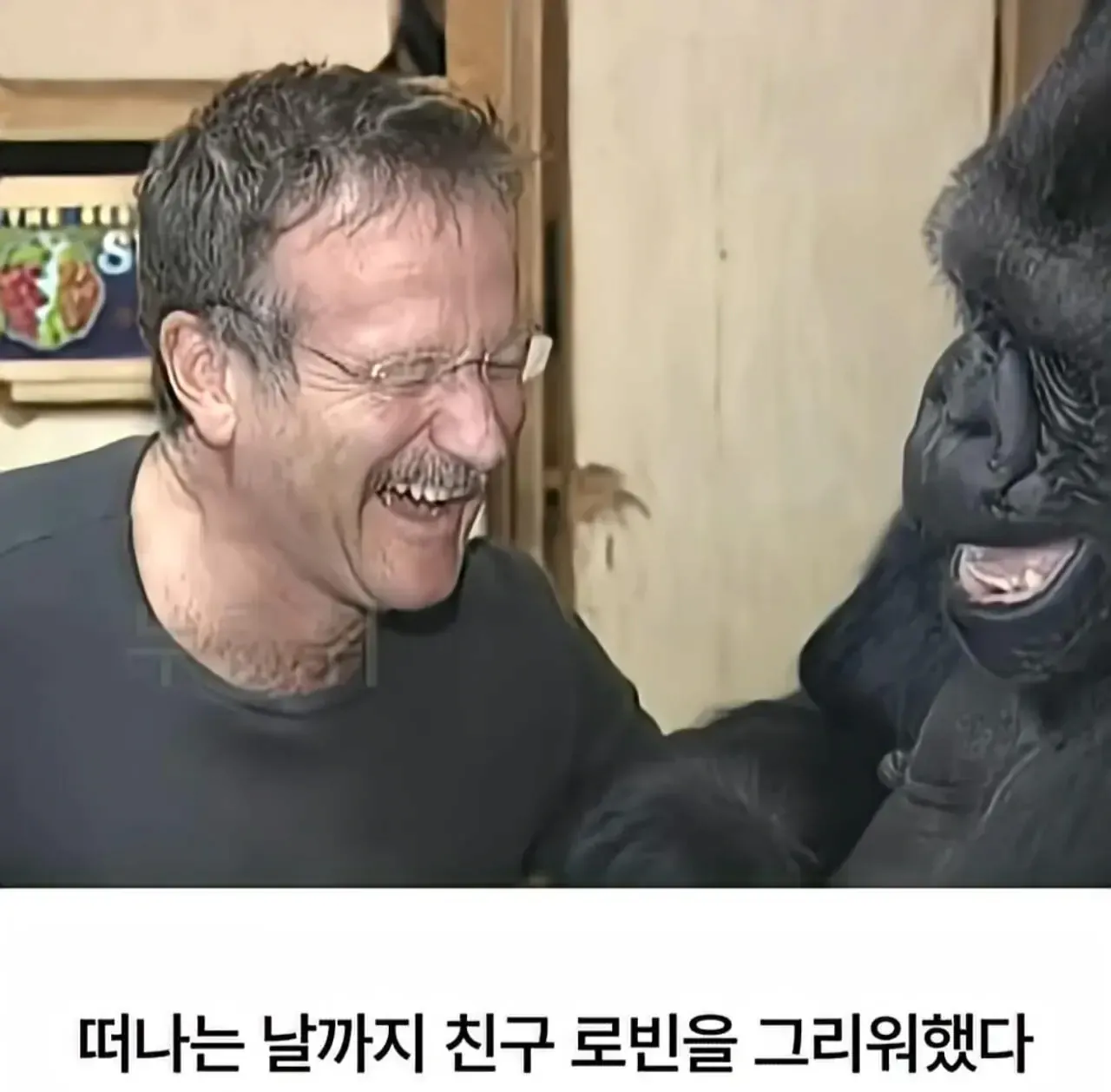 세계 최초로 수어를 이용해 인간과의 대화에 성공한 고릴라 (16)