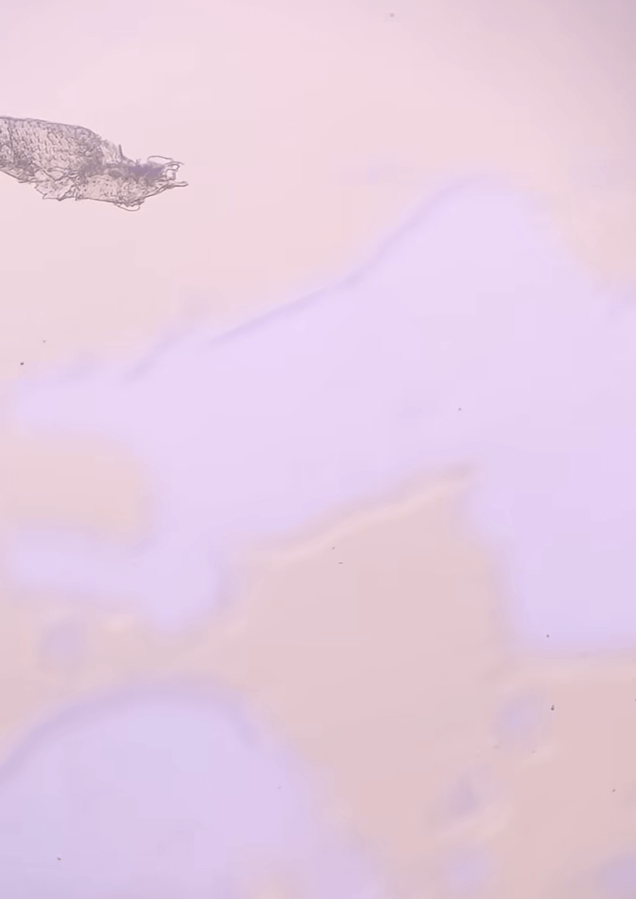 FGsstu