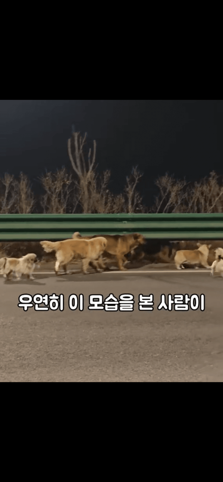 조회수 2억. 웰시코기 하드캐리. 개장수한테 도망가는개들 (8)