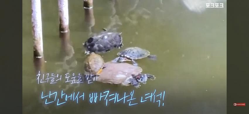감동감동 큰 거북 곤경에 처하자 작은 거북들,얘들아 모여! (9)