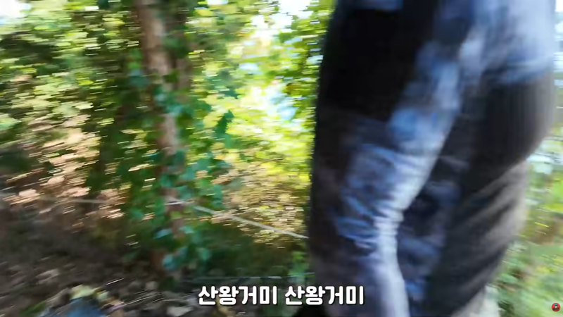 혐주의) 산왕거미를 생으로 먹어버린다는 국내 유튜버