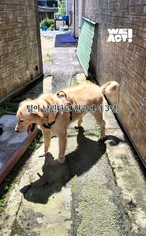 빡침주의) 폭염속 차 안에 살던 리트리버 카도 (16)