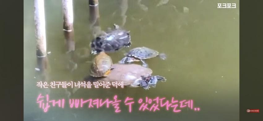 감동감동 큰 거북 곤경에 처하자 작은 거북들,얘들아 모여! (10)