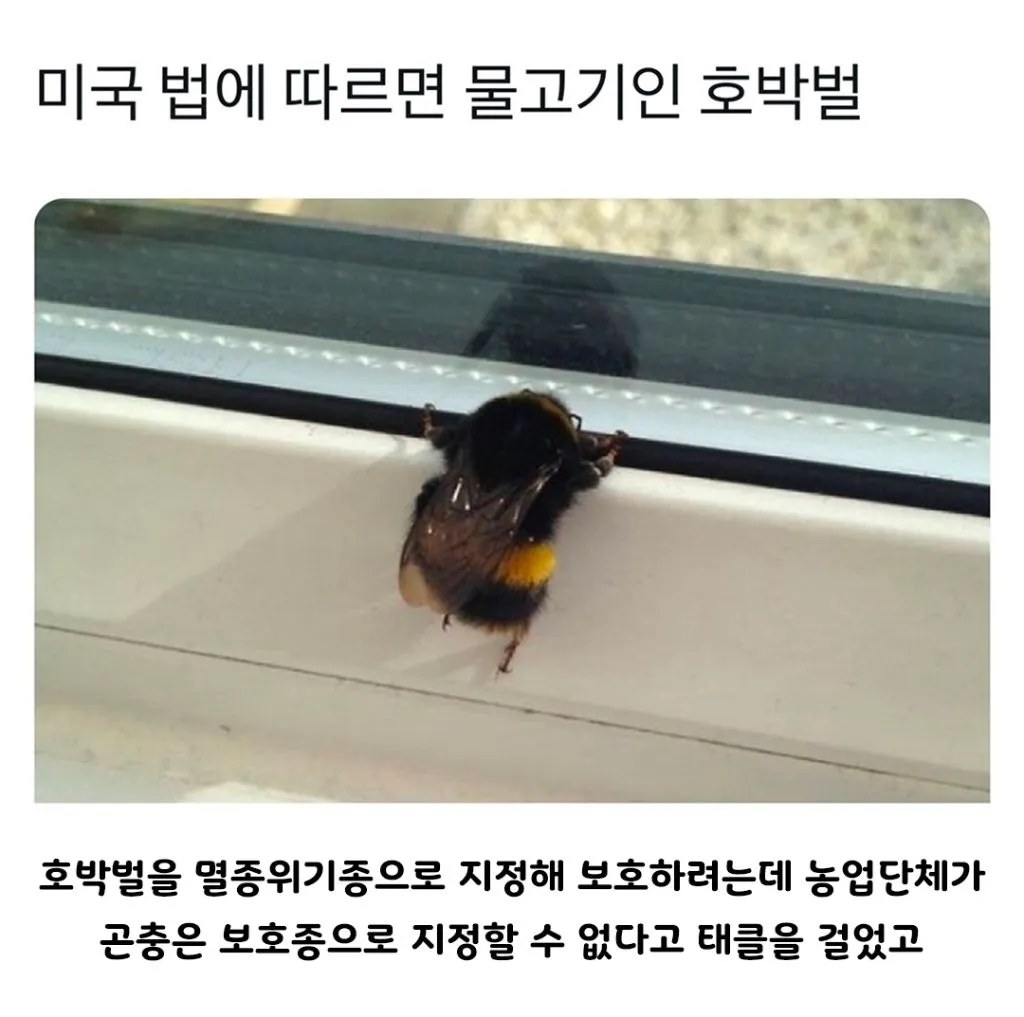 미국에서 물고기로 분류되는 호박벌
