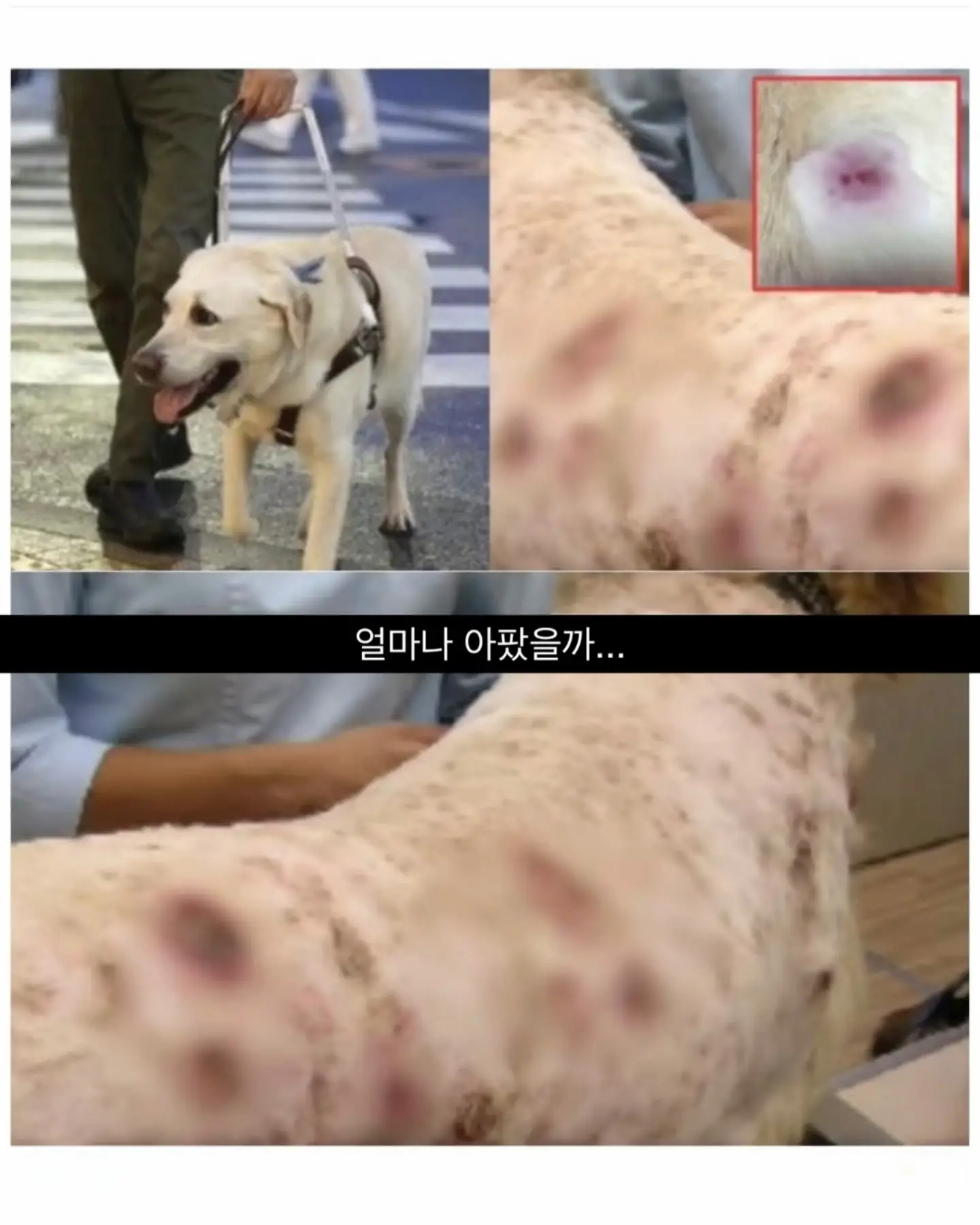 싱글벙글 흉기에 찔려도 참아낸 안내견 오스카 (5)