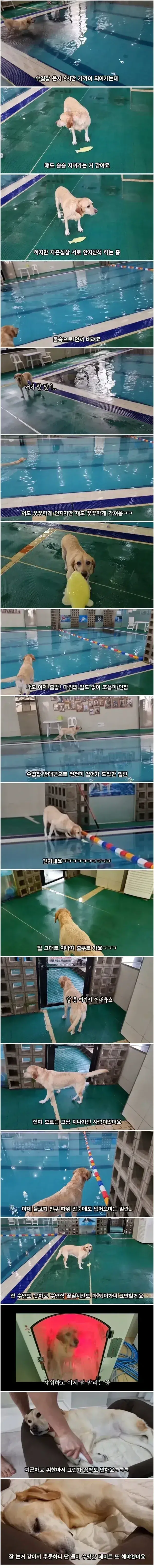 리트리버와 6시간 놀아주니 생긴 일