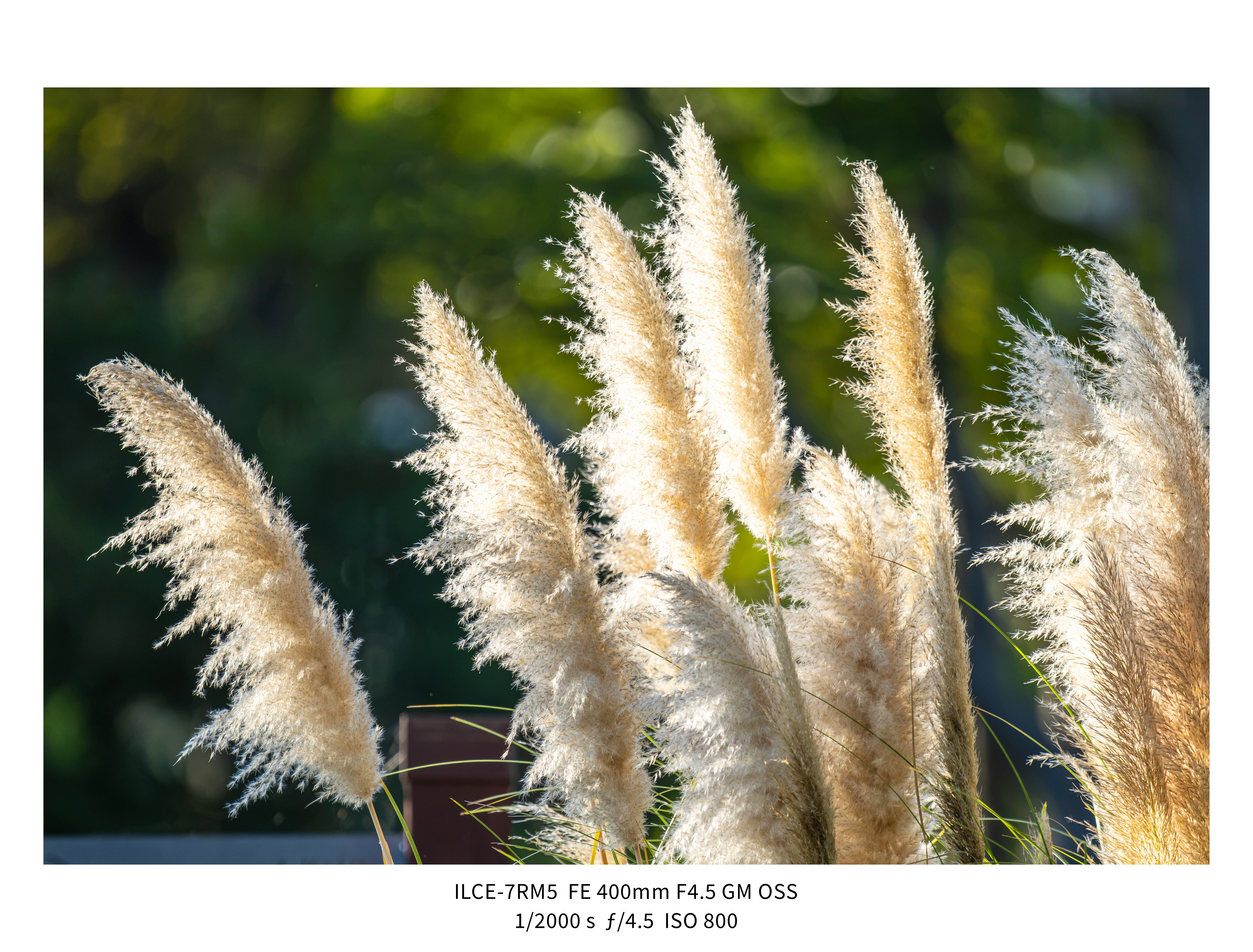 애기사백금(400mm F4.5 GM) non-새찍 작례 (25장) (7)
