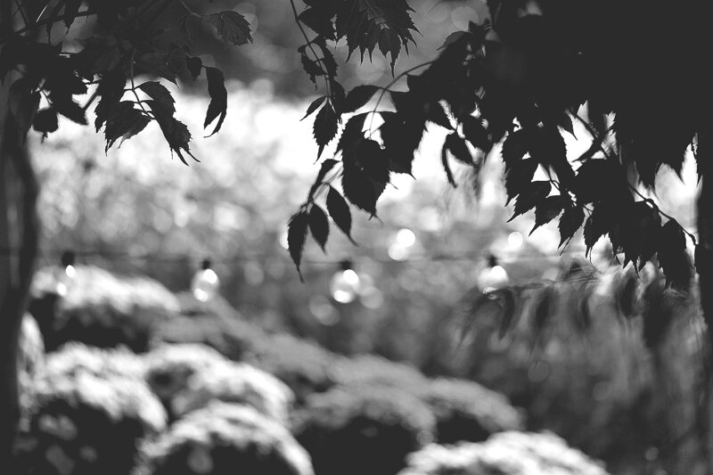 코스모스 사진 몇 장 (14)