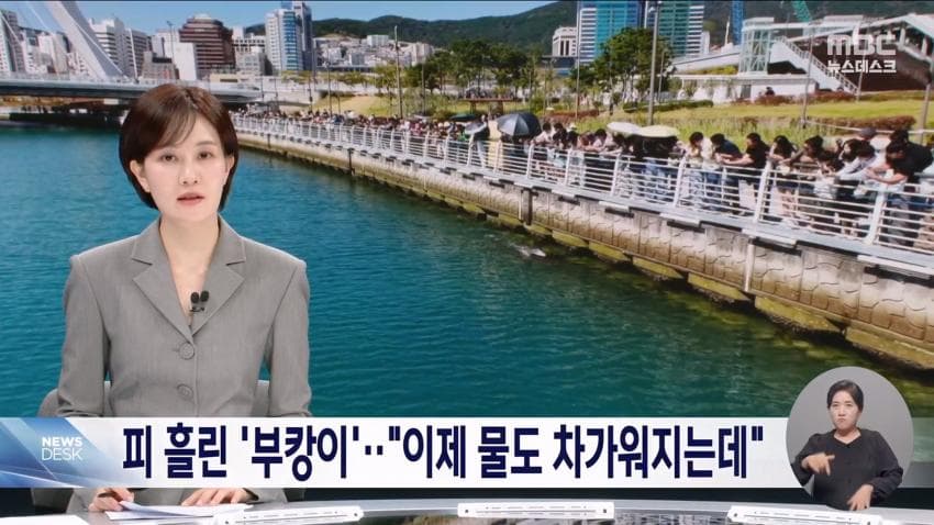 국민 상어 부캉이, 새끼 낳았나 (10)