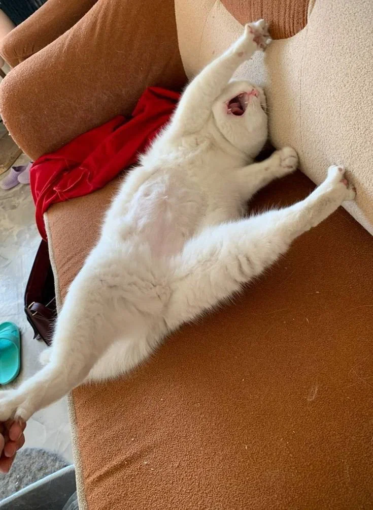 맘마를 맛있게 먹은게 분명한 아기냥이 (42)