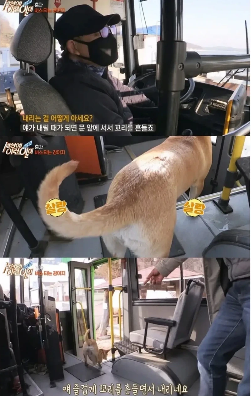 고전] 친구 만나러 혼자 버스타고 5km를 무임승차하는 초롱이