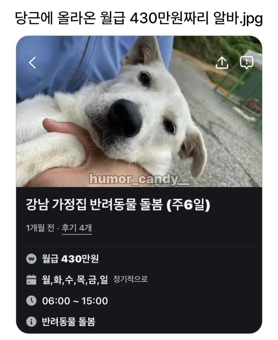 당근에 올라온 430 알바