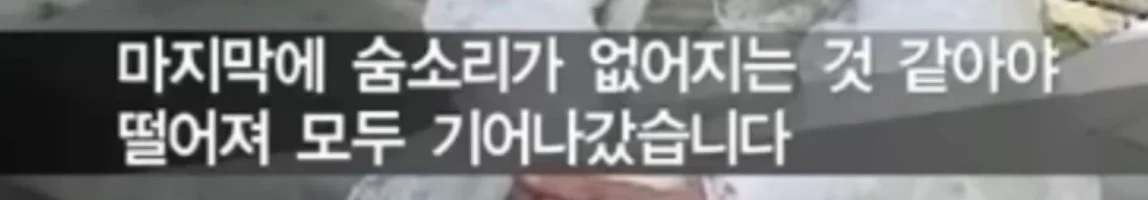 북한의 일본군 성노예 피해자 증언 (12)
