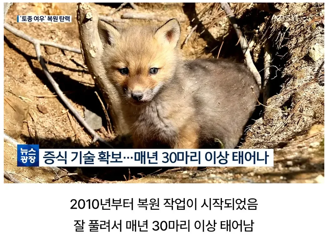토종여우 근황 (2)
