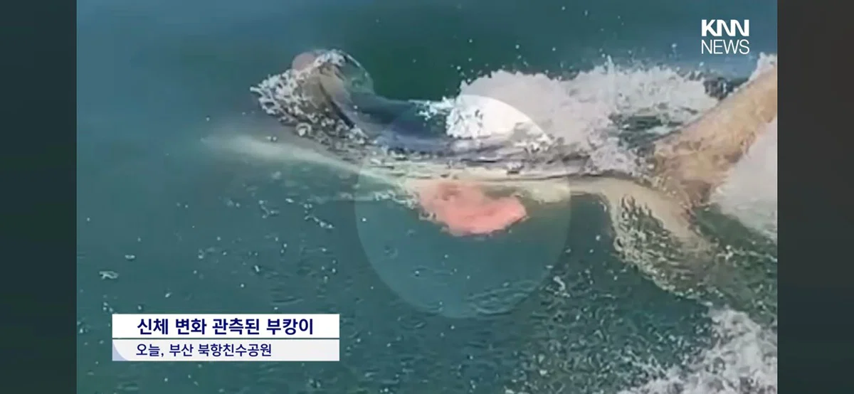위장을 밖으로 꺼내 장세척 하는 부캉이(와 글에 달린 댓글들) (2)