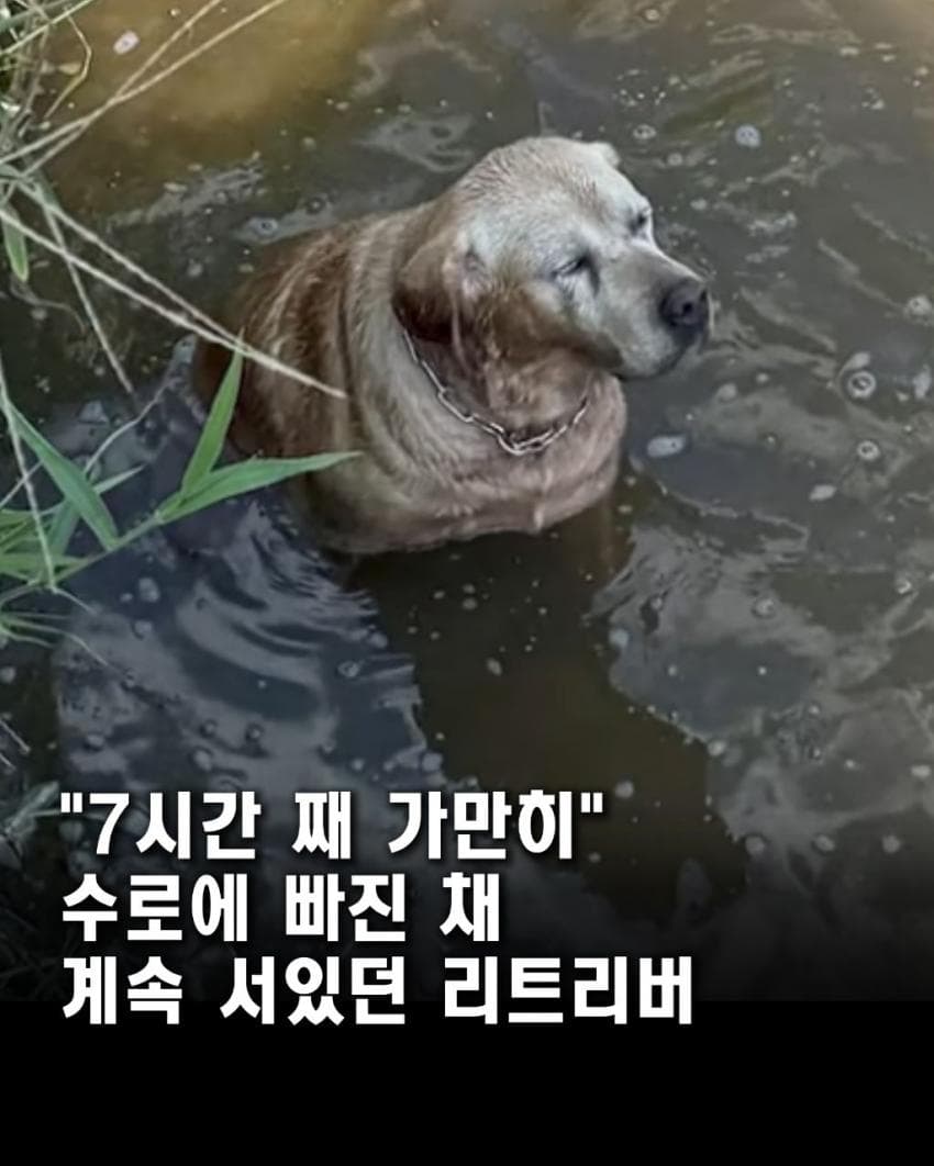 싱글벙글 7시간동안 수로에 빠져 가만히 있던 리트리버 근황