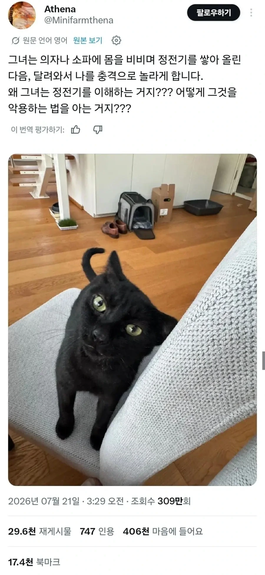 집사에게 전기 공격하는 고양이
