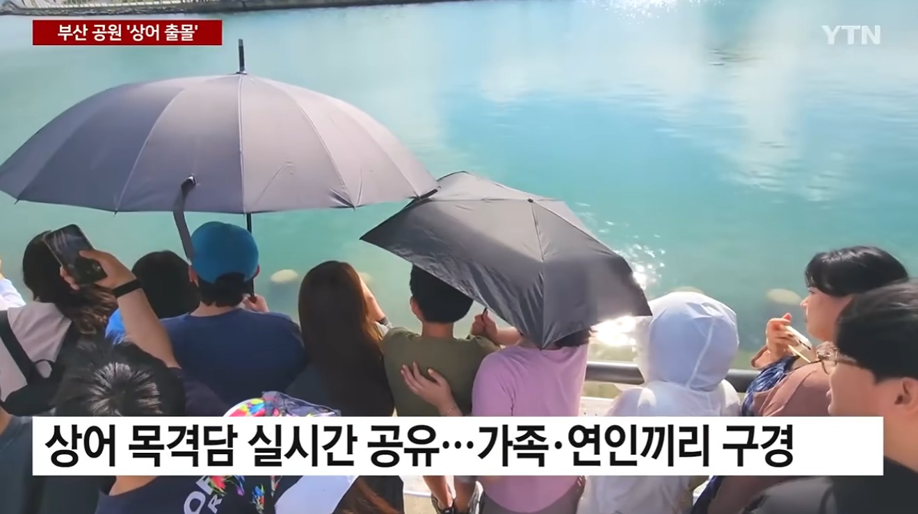 이틀째 상어 출몰에 '북새통' (2)