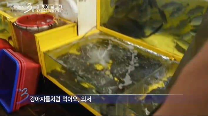 싱글벙글 다큐3일에 출연하는 반려 가오리 (5)