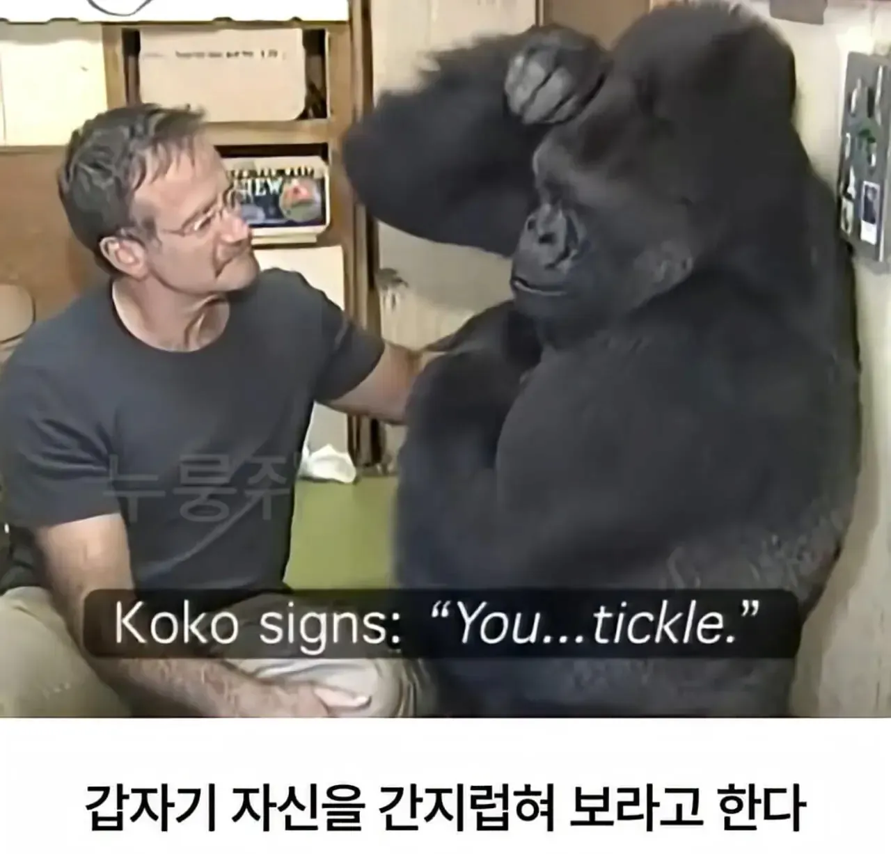 세계 최초로 수어를 이용해 인간과의 대화에 성공한 고릴라 (6)