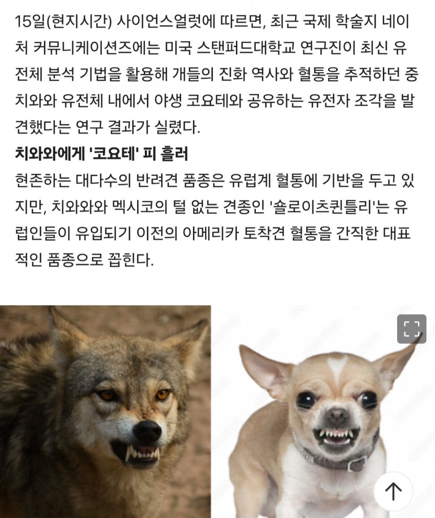 경악충격 치와와는 개가 아니었다?! (3)