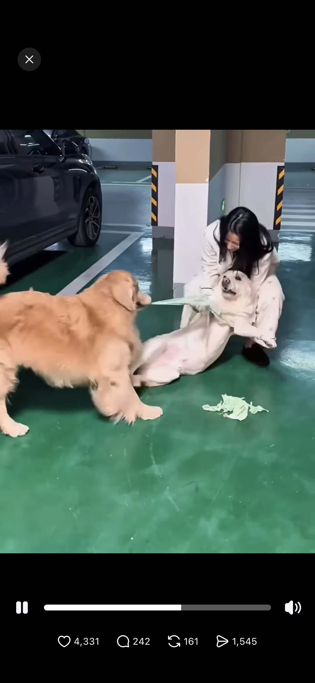 아 이거 진짜 ㅈㄴ 웃기다 골댕이 옷 친구 댕댕이한케 물려줬는데 산책하다 마주쳤대 (2)