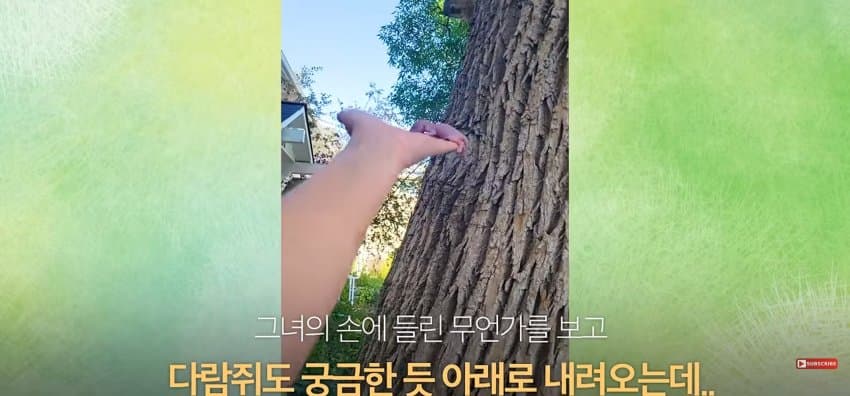어미 다람쥐에게 갈곳 잃은 새끼 보여줬더니.. (2)
