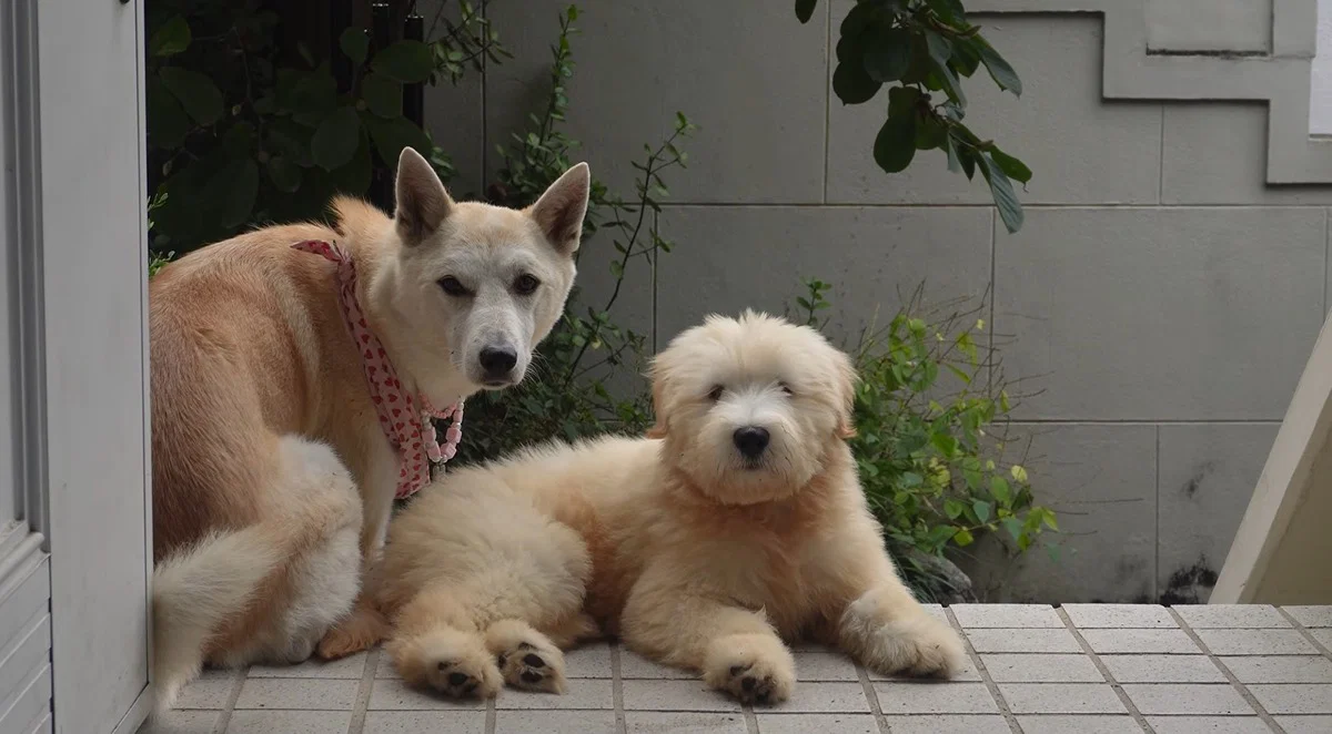 마치 참쌀선과 쌀로별같이 생긴 던네 아는 강아지 햇반이 (10)
