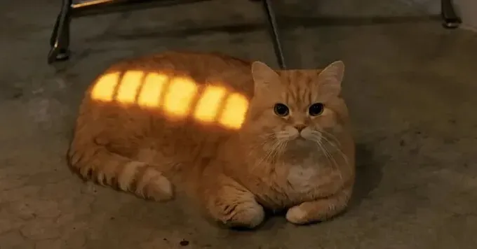 완충된 고양이