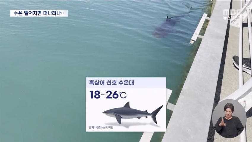 국민 상어 부캉이, 새끼 낳았나 (19)