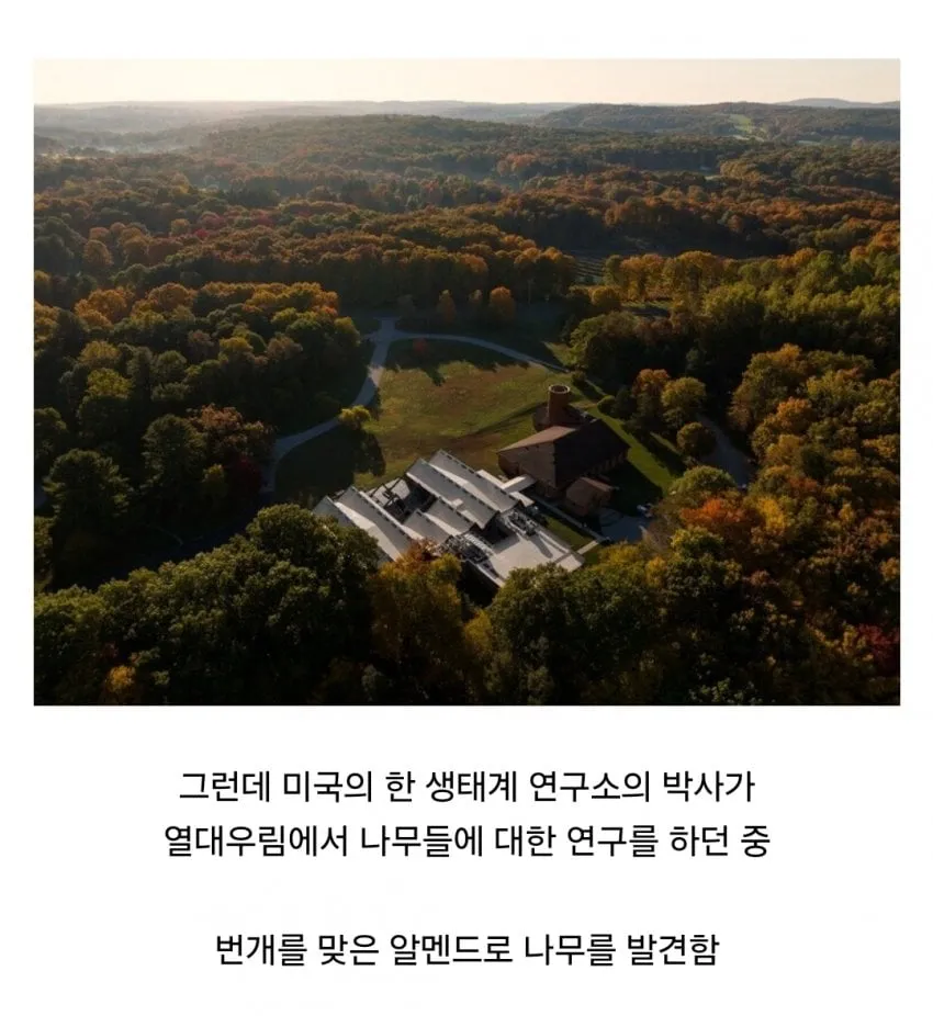 경쟁자를 죽이기 위해 일부러 번개를 맞는 나무