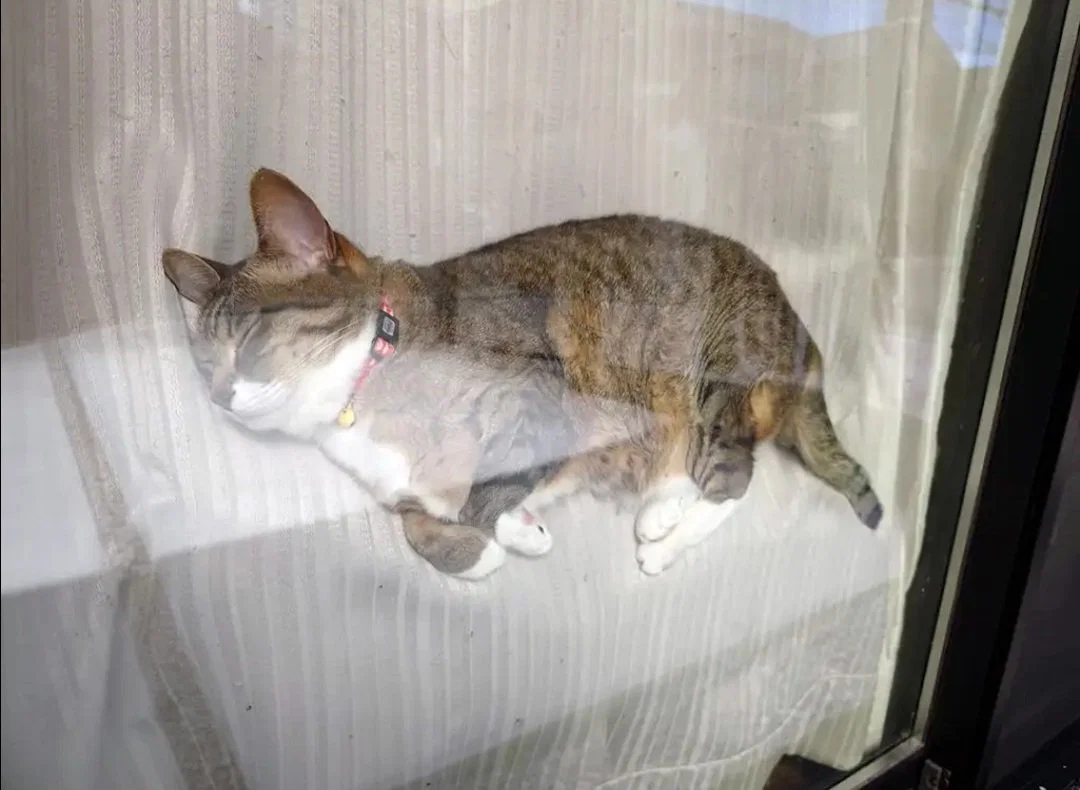 맘마를 맛있게 먹은게 분명한 아기냥이 (34)