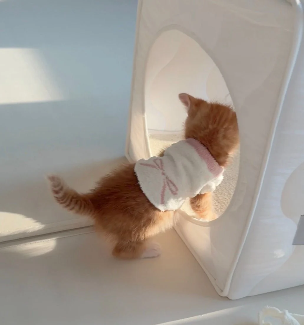 다이소 산 옷을 입는 고양이 (13)