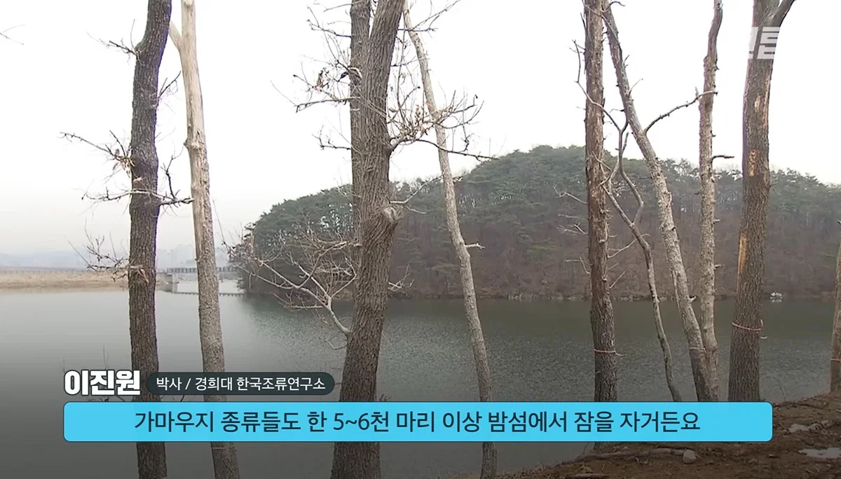 새들에겐 거의 전쟁난 수준이라는 불꽃축제 (55)
