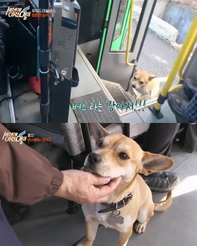 고전] 친구 만나러 혼자 버스타고 5km를 무임승차하는 초롱이