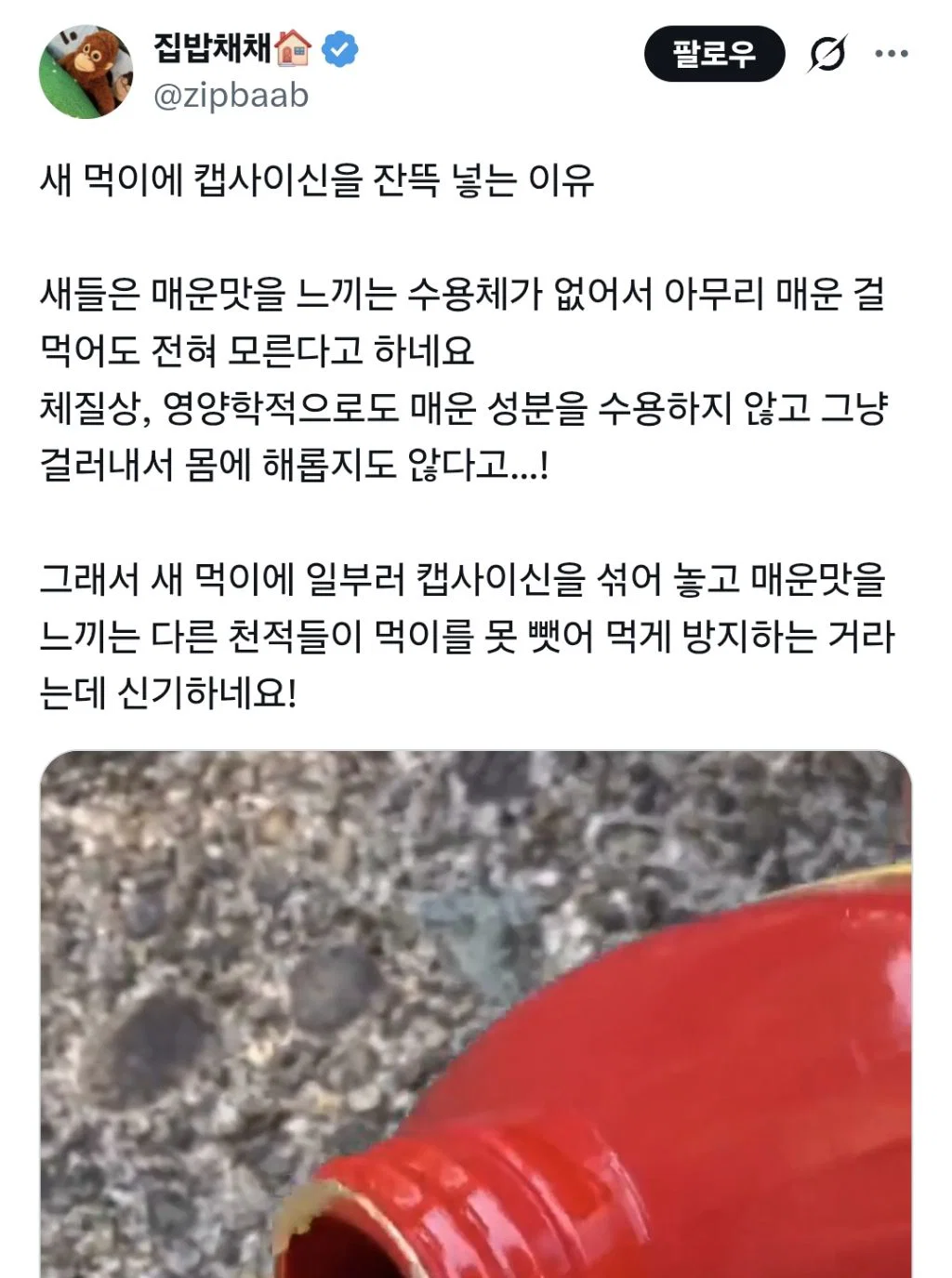 새 먹이에 캡사이신 섞어줌 (5)