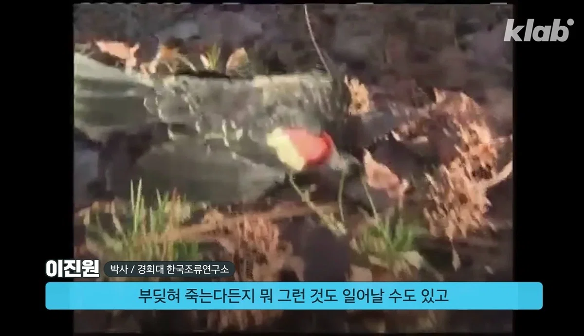 새들에겐 거의 전쟁난 수준이라는 불꽃축제 (17)