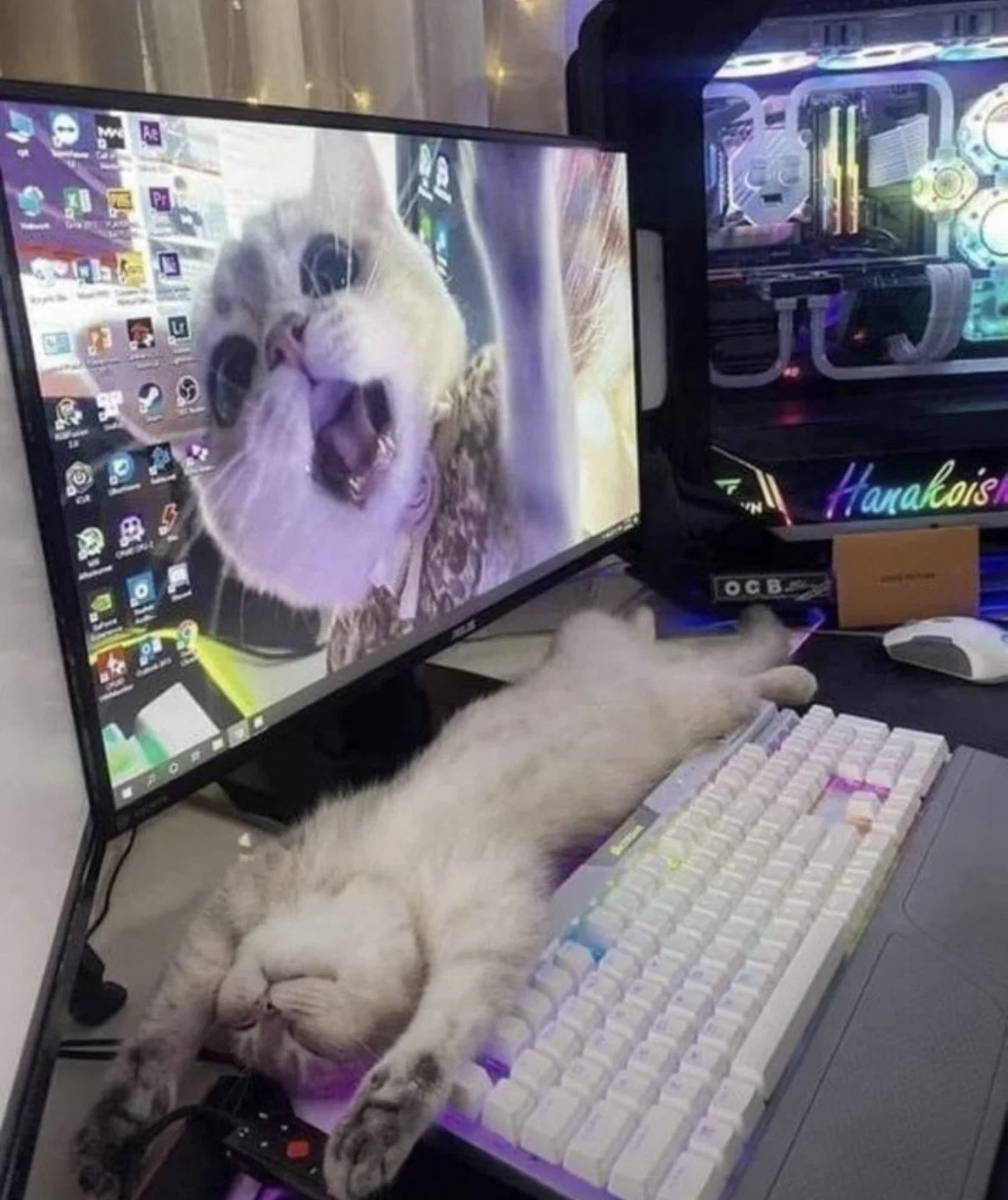 맘마를 맛있게 먹은게 분명한 아기냥이 (50)