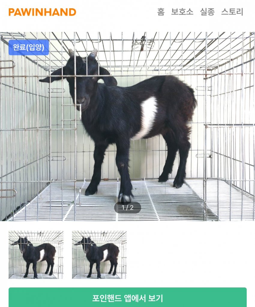 싱글벙글 의외로 품종묘 보다 포인핸드 입양률이 높다는 동물 (9)