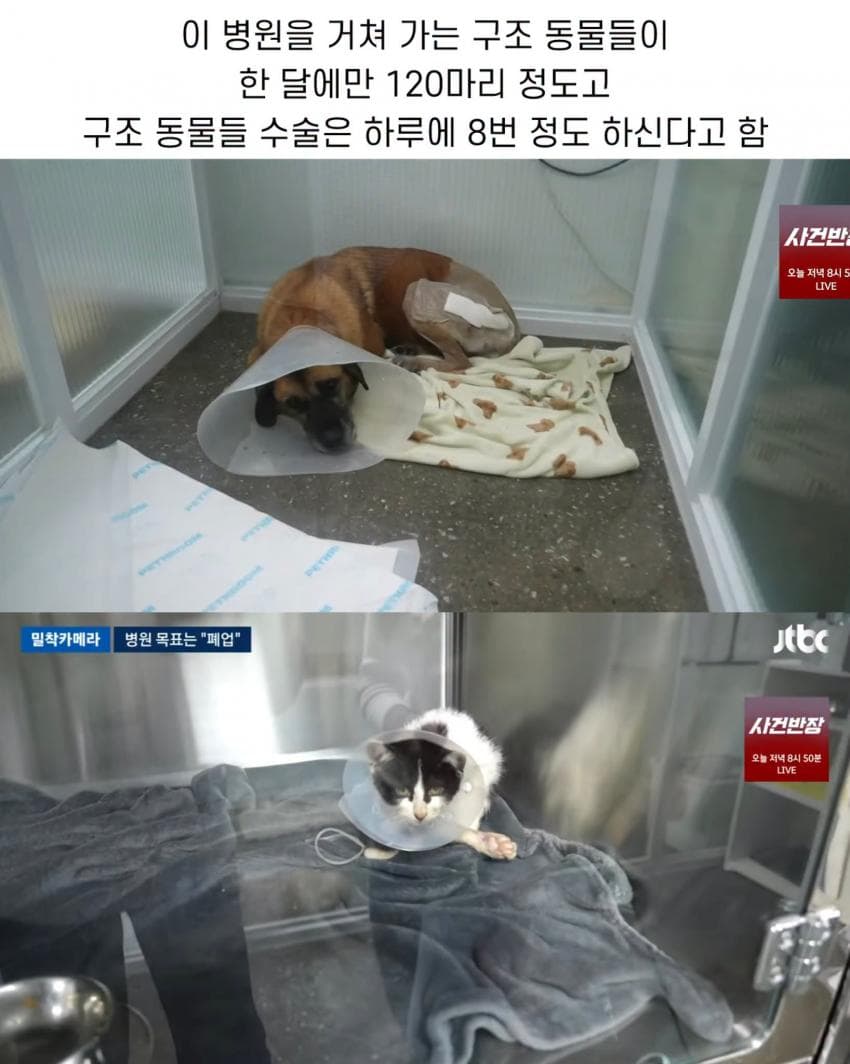 진료비 천 원이라는 동물병원 (4)