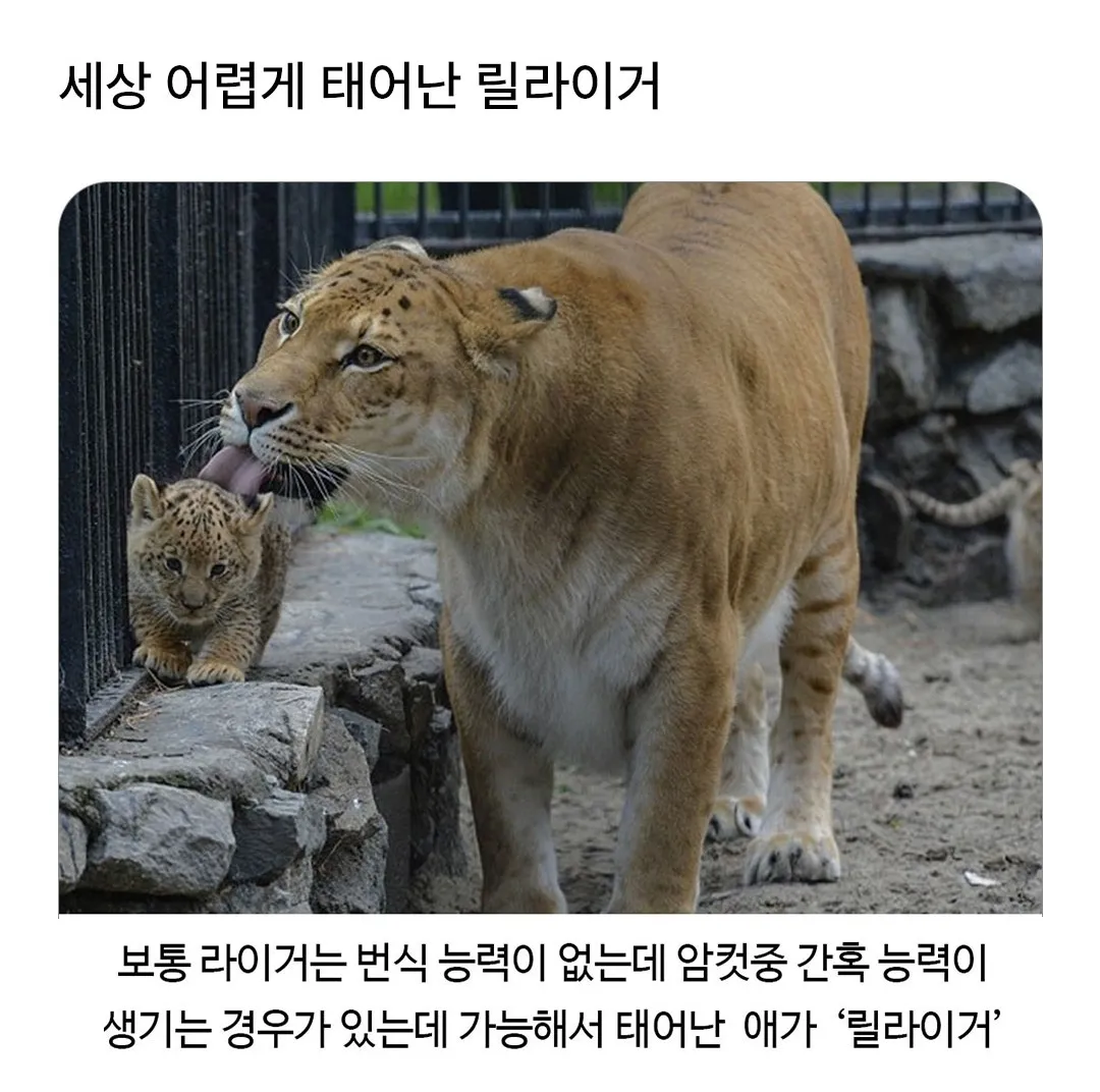 어렵게 태어난 릴라이거.jpg