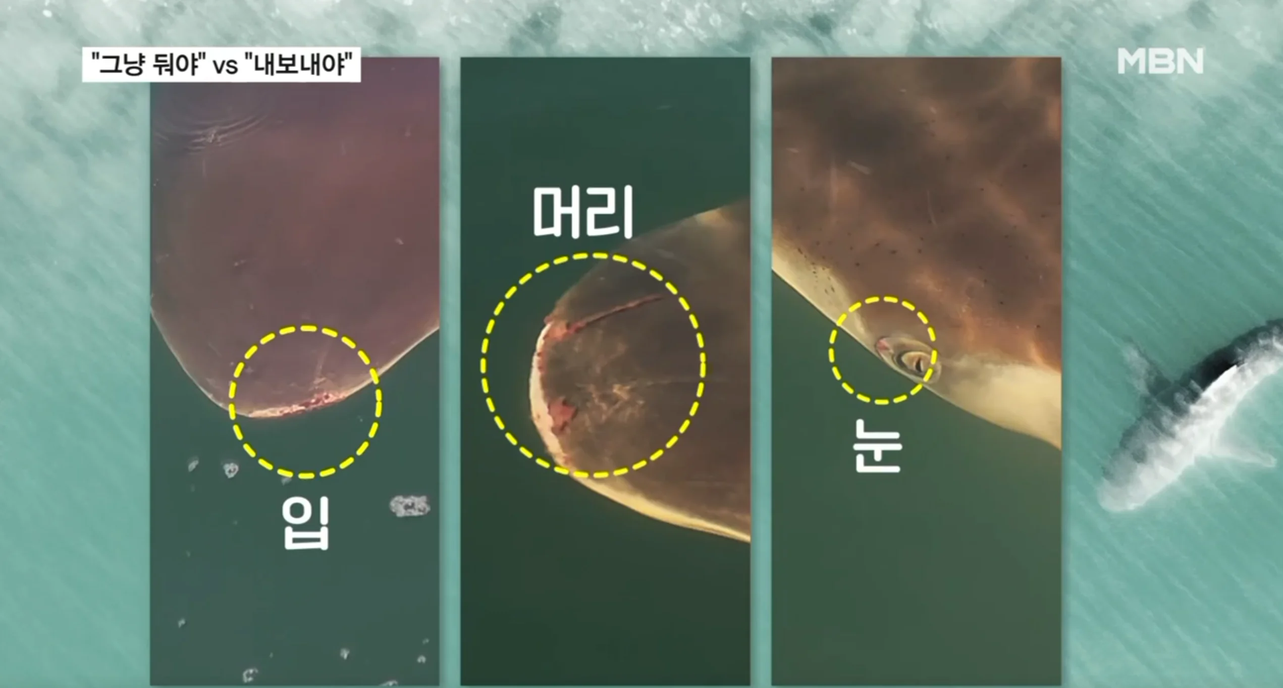 부캉이 근황