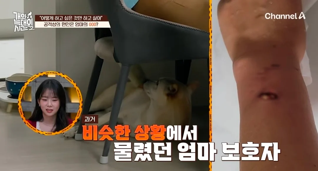 개늑시에 나오는 문제견 견주 특징 (16)