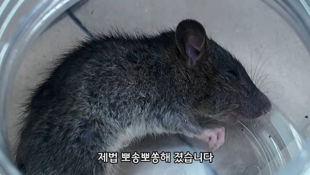 싱글벙글 2만원을 모아 동물병원 방문한 초등학생들 (12)