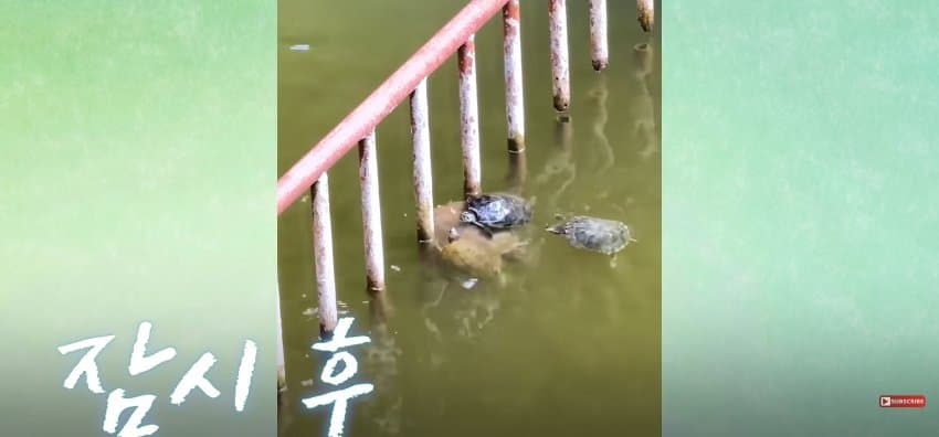 큰 거북이 곤경에 처하자 헤엄쳐간 작은 영웅들 (9)