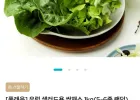 [풀래음] 유럽 샐러드용 쌈채소 1kg(5-6종 랜덤)