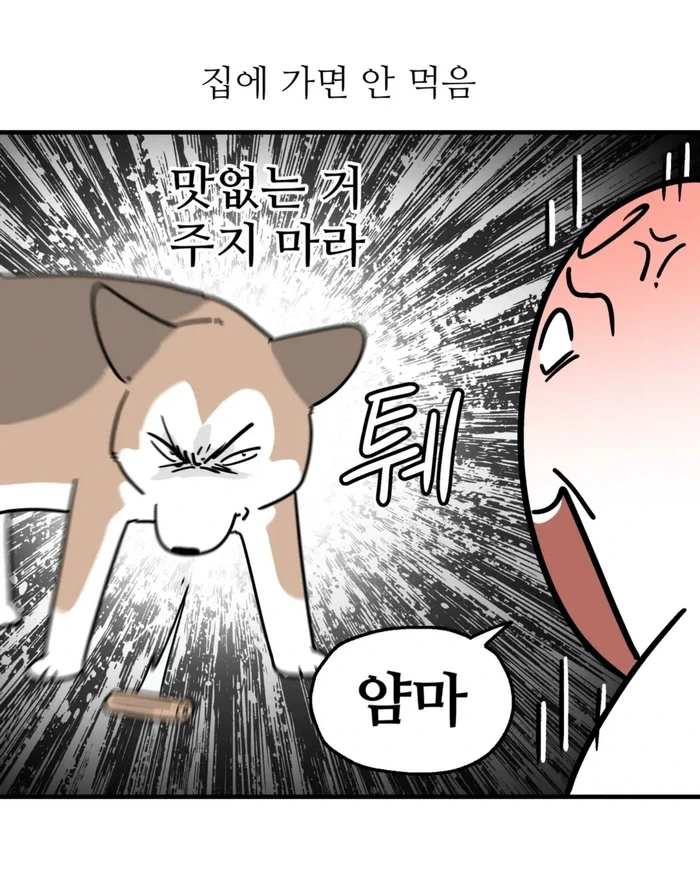 Insta] K-예절 강아지.toon