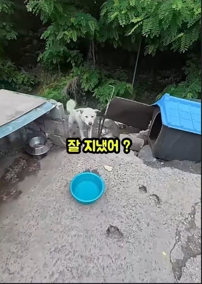 평생 목욕 한번 안 해본 차고지 지킴이 2살 한성이의 생애 첫 목욕대작전 (7)